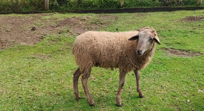 Vendo carneiro