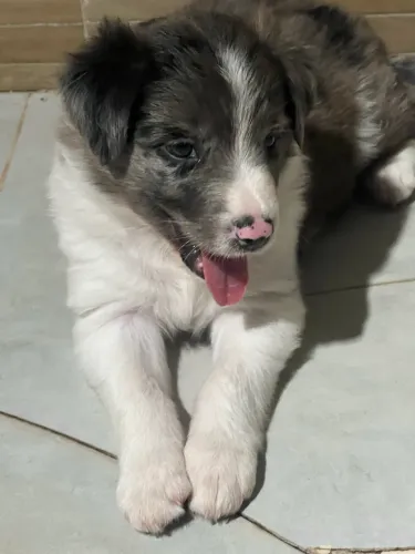 Filhotes Border collie pet premium ninhada