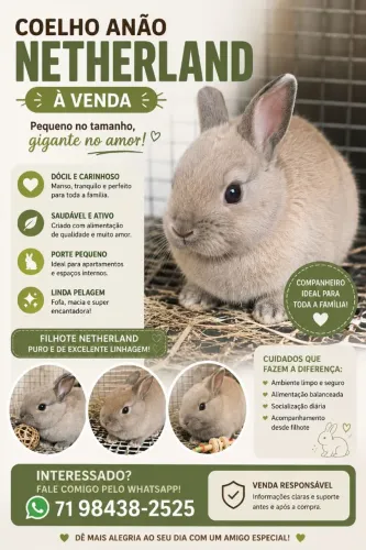 Coelho anão Netherland 