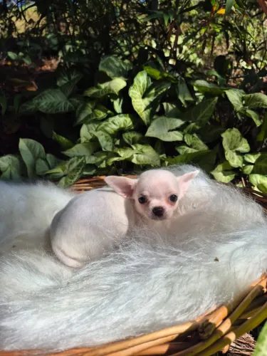Chihuahua disponível