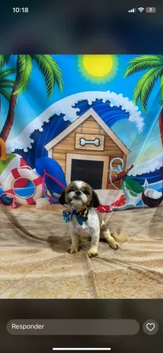 Vendo Shihtzu