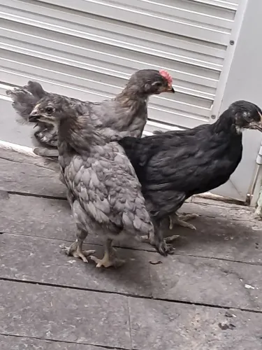  Galinha marans 