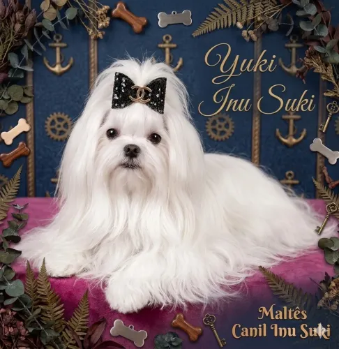 Maltês miniatura com pedigree