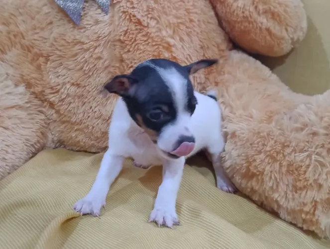 Fêmea de pinscher 