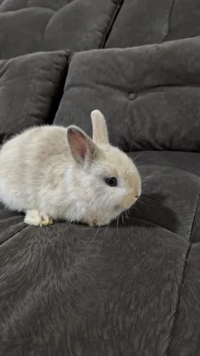 Vendo coelho