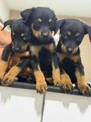 Filhote de rottweiler Americano 