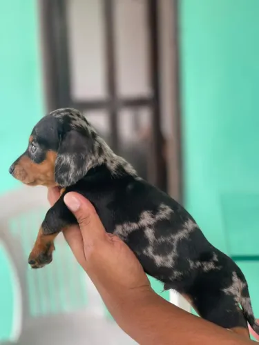 Filhote de Basset