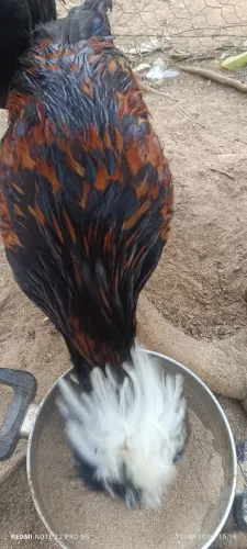Frango polonês