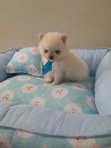 Spitz alemão anão macho 1x310 cartão