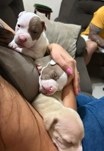 Pitbull Monster Classic
