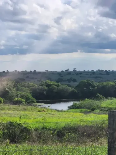 Excelente fazenda com 50 hectares 100% plantada na melhor região de Monte Alegre região