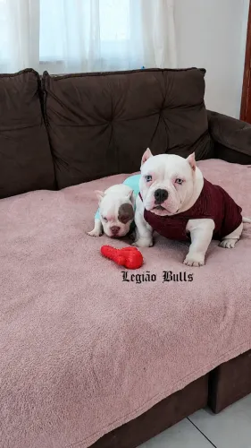 Exotic Bully Fêmea Alto padrão Genético 