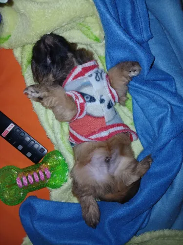 Lhasa apso machinho