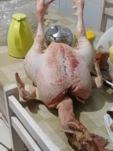 Galo capão