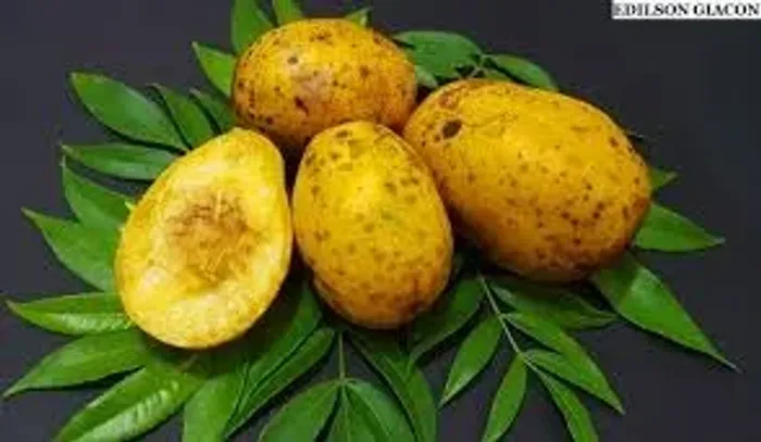 A cajarana anã (ou cajá-manga anão) Vendo mudas