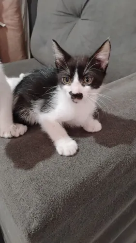 Doação de gatos