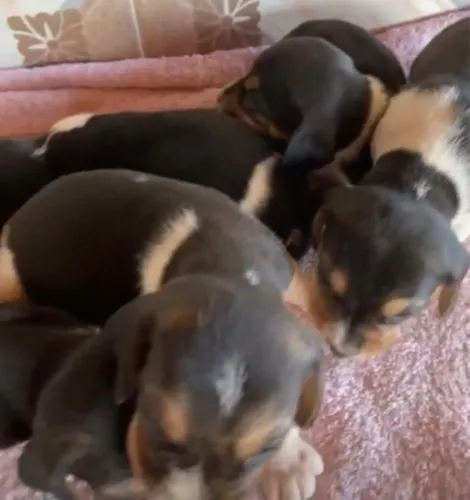 Beagle ativos, brincalhões e muito inteligentes 