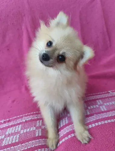 Lulu da Pomerânia