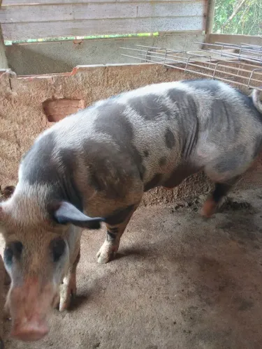 Porco Reprodutor pietran 