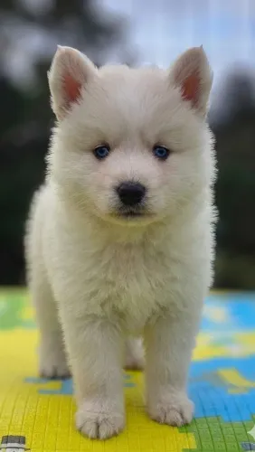 Pomsky