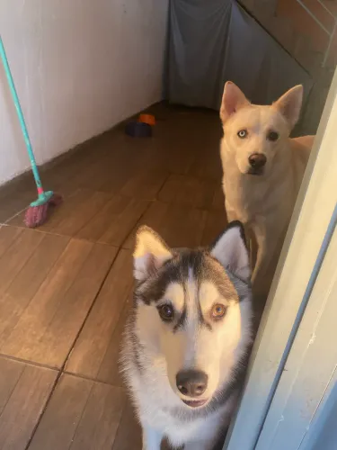 DOA-SE HUSKY DÓCIL 