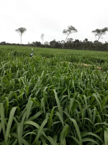 FAZENDA À VENDA - 8 ALQUEIRES (38,72 ha) | RECRIA E ENGORDA E LAVOURA? SUL DO PARÁ