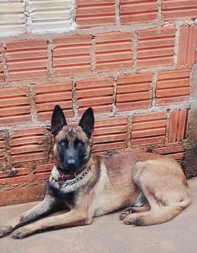 Doa Malinois macho