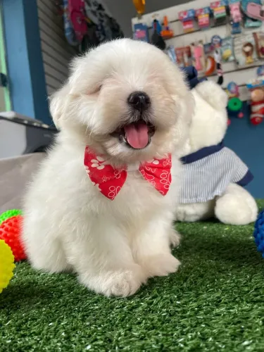 Maltês machinho uma fofura já a pronta entrega 
