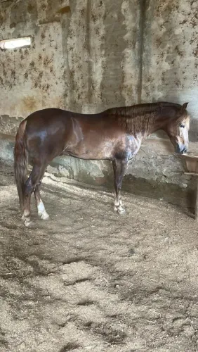 Vendo potro MMA com alto potencial pra pista e reprodução genética de pota..