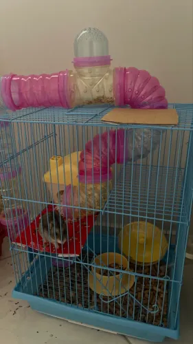 Giola com hamster 