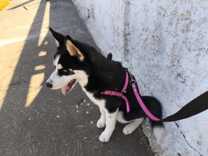 Husky siberiano fêmea(6 meses)
