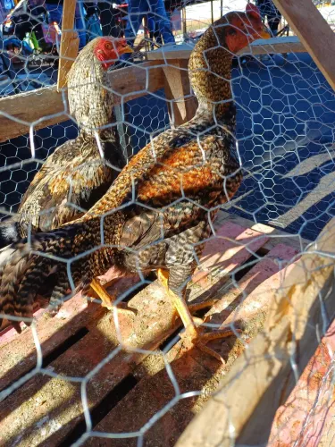 Galo geneticado carijó índio.