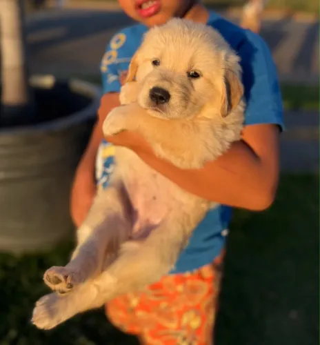 Golden retriver