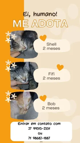 Gatinhos lindos pra adoção 
