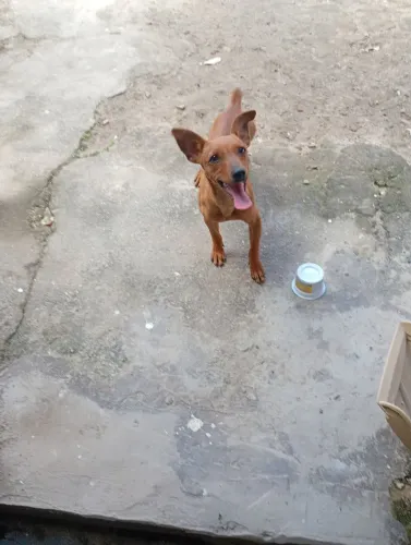 Esto vendendo filhote cachorro pinscher no valor 250