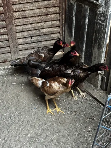 Galos e galinhas variados. 