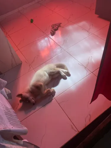 Husky siberiano 
