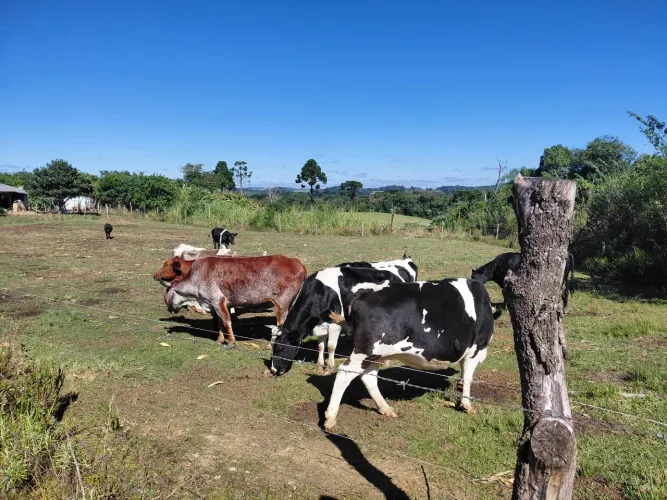 Vendo vaca pra leite 