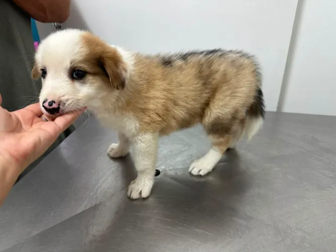 Filhote Border Collie Macho Red Merle