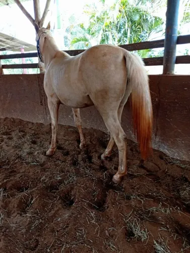 Potra palomina