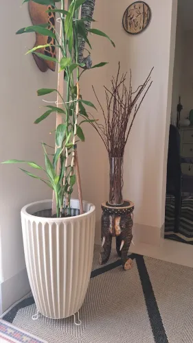 Vaso com planta Bambu da Sorte 