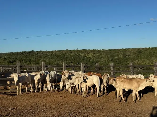 20 Mamotas neleradas por R$36.000,00