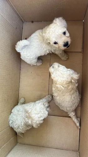 FILHOTES DE POODLE