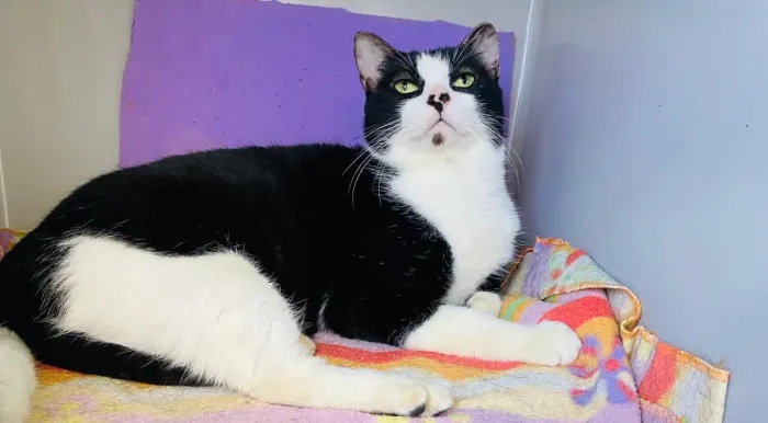 Doa se lindas gatinhas, castradas, vacinadas, verm. e testadas fiv e felv  negat.Mooca SP 