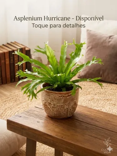 Planta mao de Deus pote15.