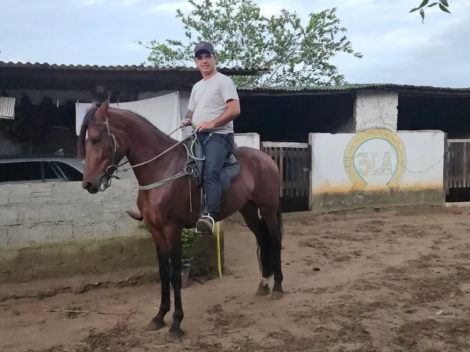 Cavalo Manga Larga marcha picada.