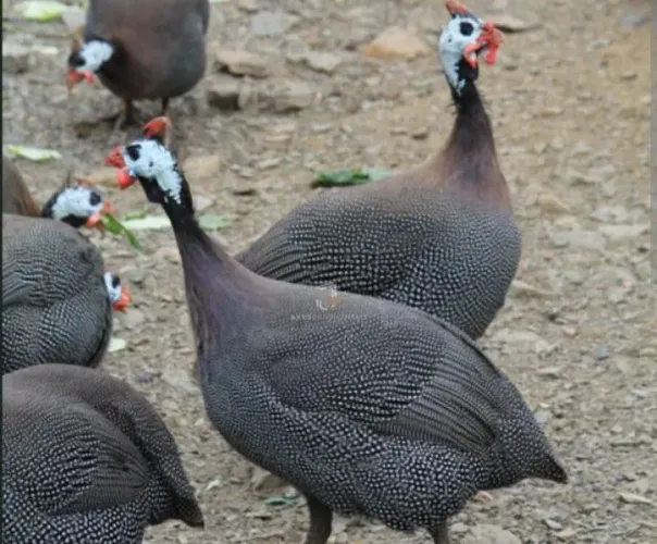 Galinha Angola