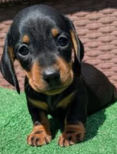 Basset Dachshund Filhotes Raça Pura.