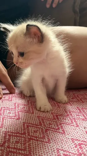 Filhotes de gato para adoção responsável 