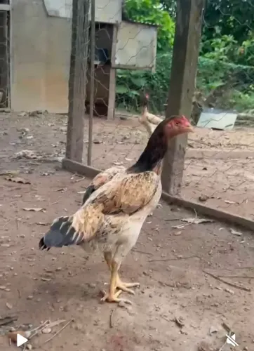 Galinha  Carioca/mura